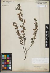 Foto von Salix repens subsp. repens L.